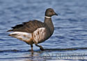 Branta bernicla